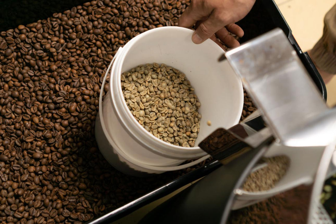 Grains de café verts et torréfiés lors du processus de décaféination artisanale