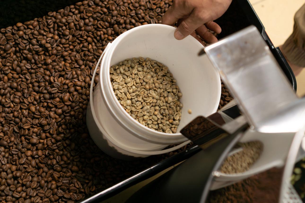 Grains de café verts et torréfiés lors du processus de décaféination artisanale