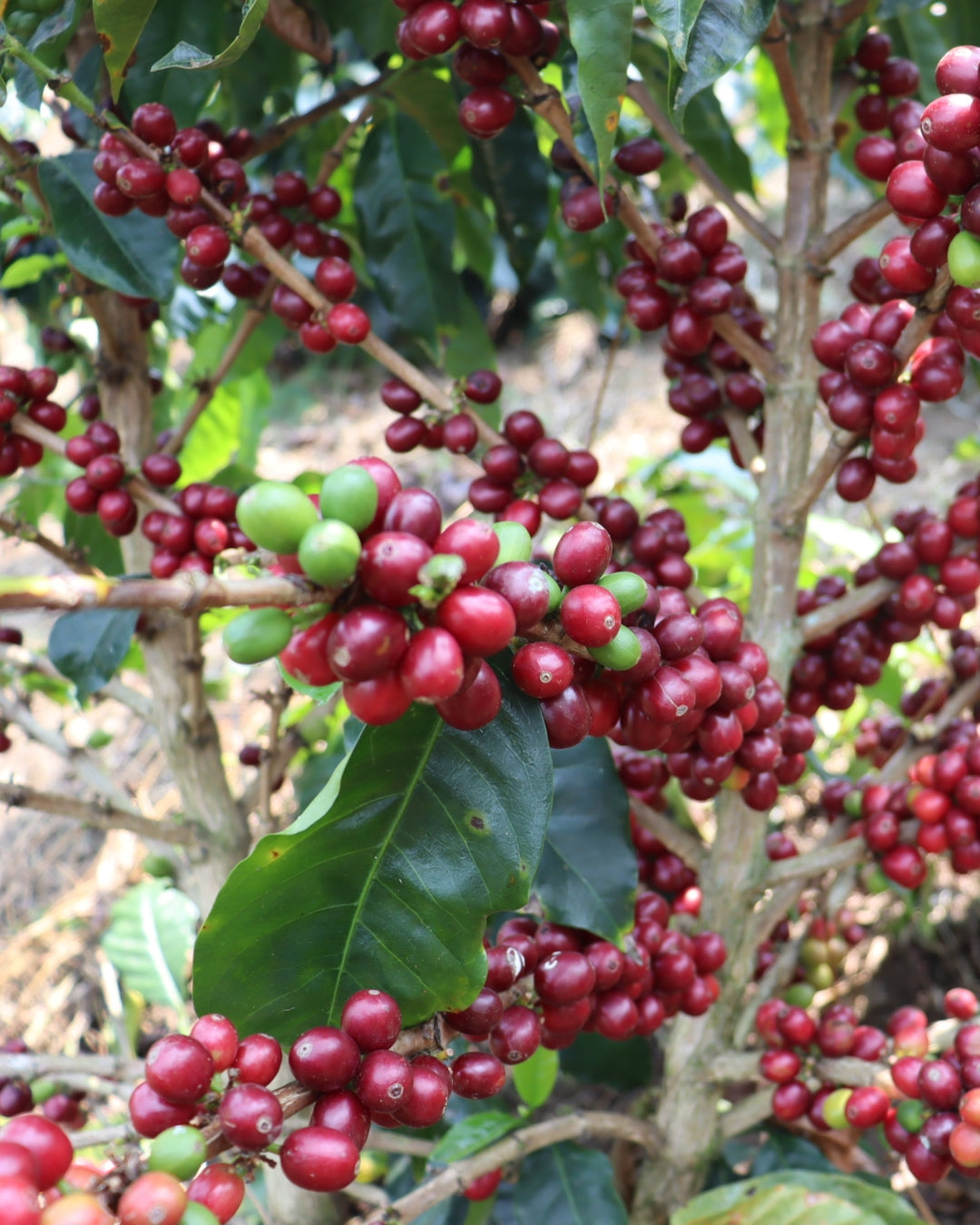 Peru Finca San Pedro