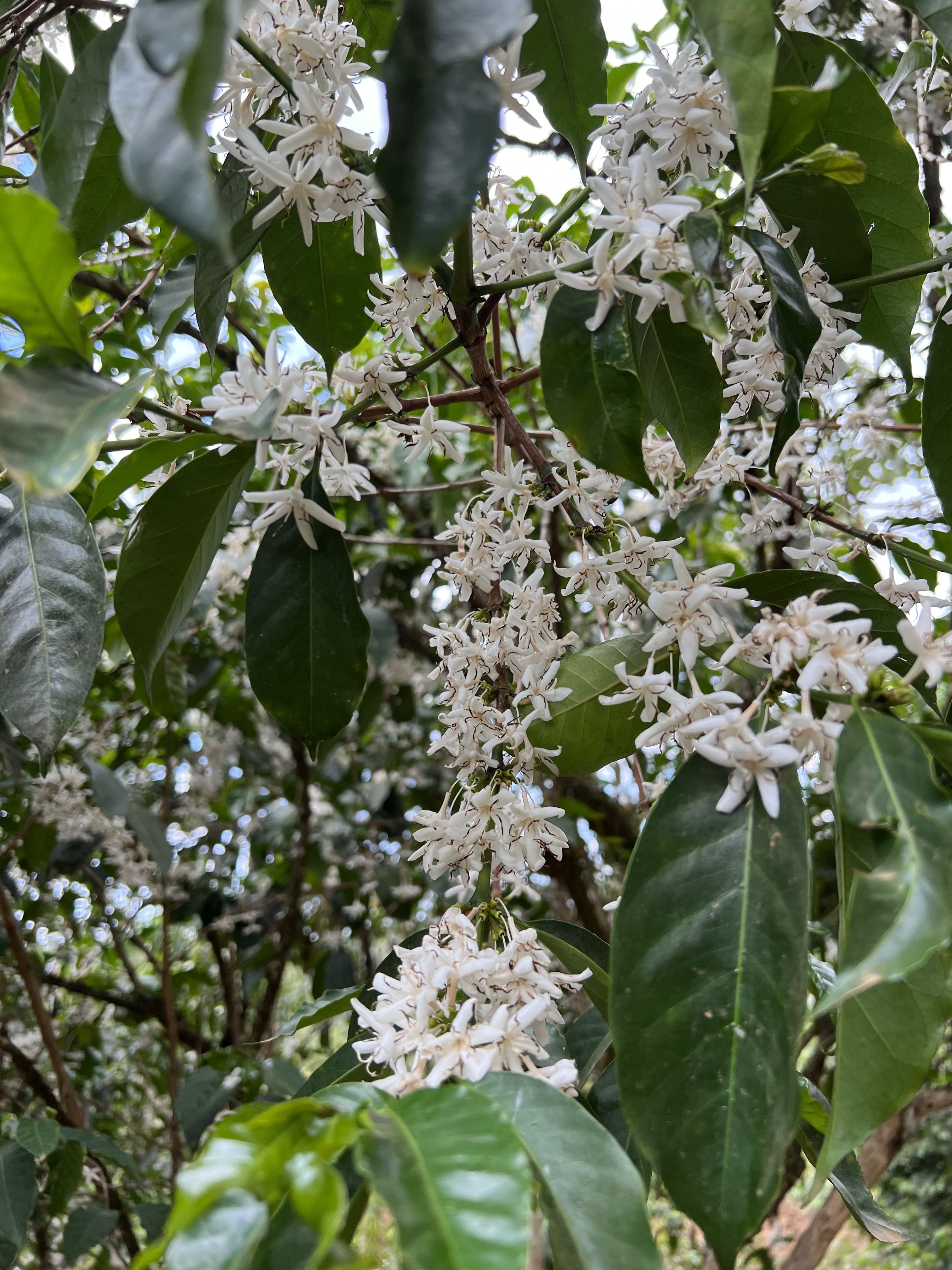 Ethiopia Sidamo Taferi Kela