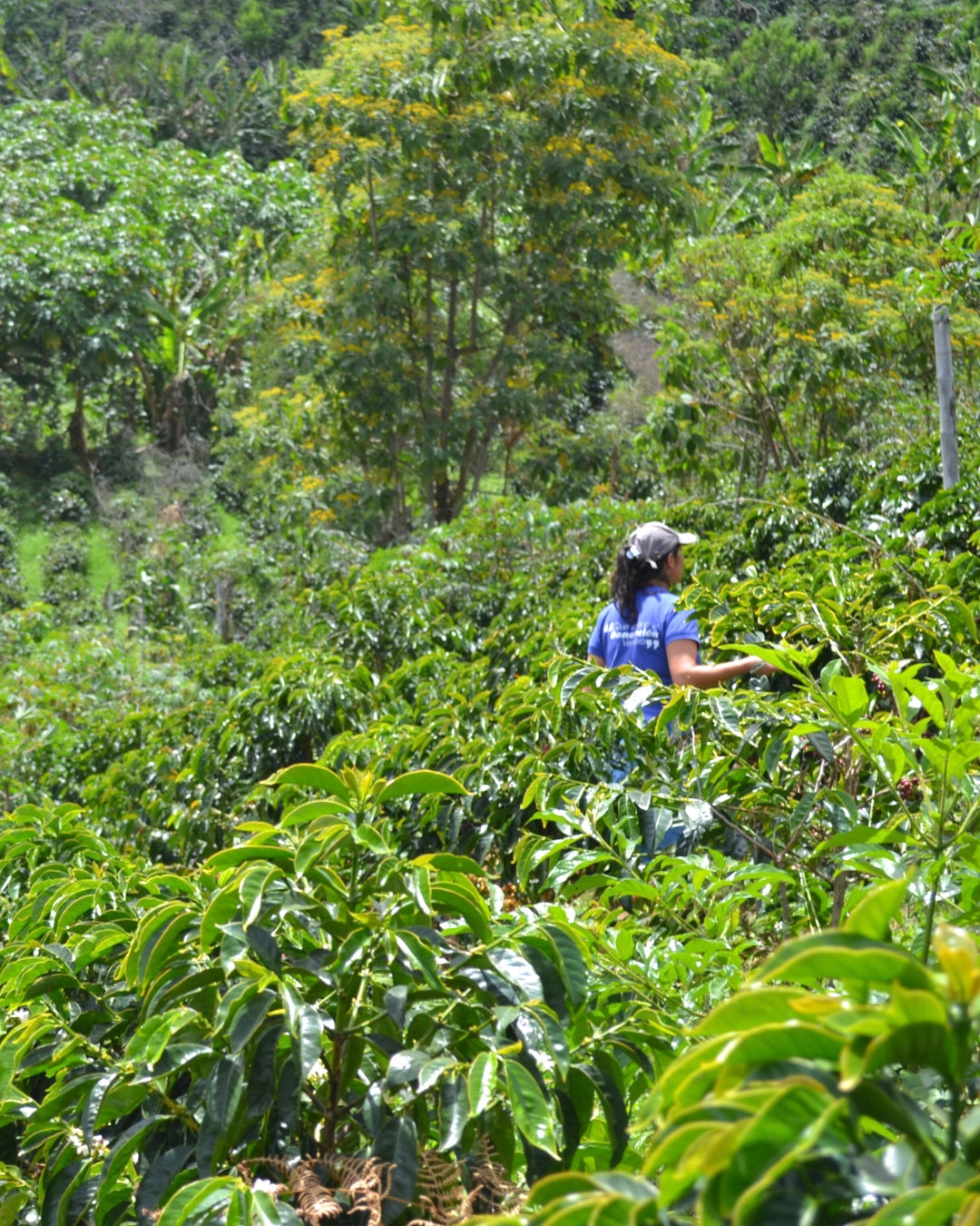 Colombia Toribio Cauca