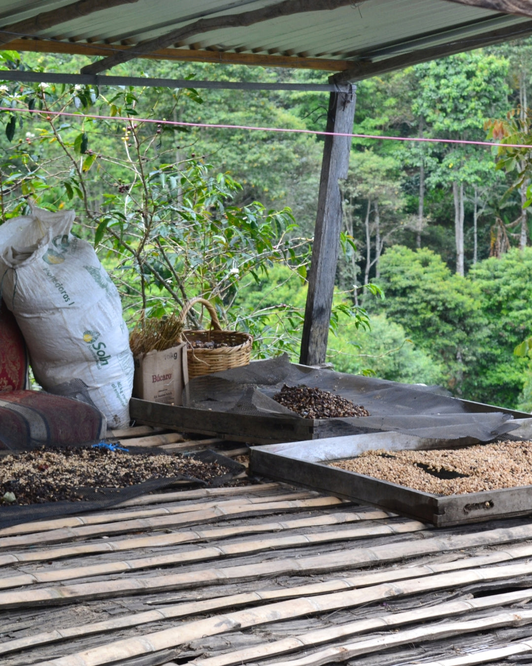 Colombia Toribio Cauca