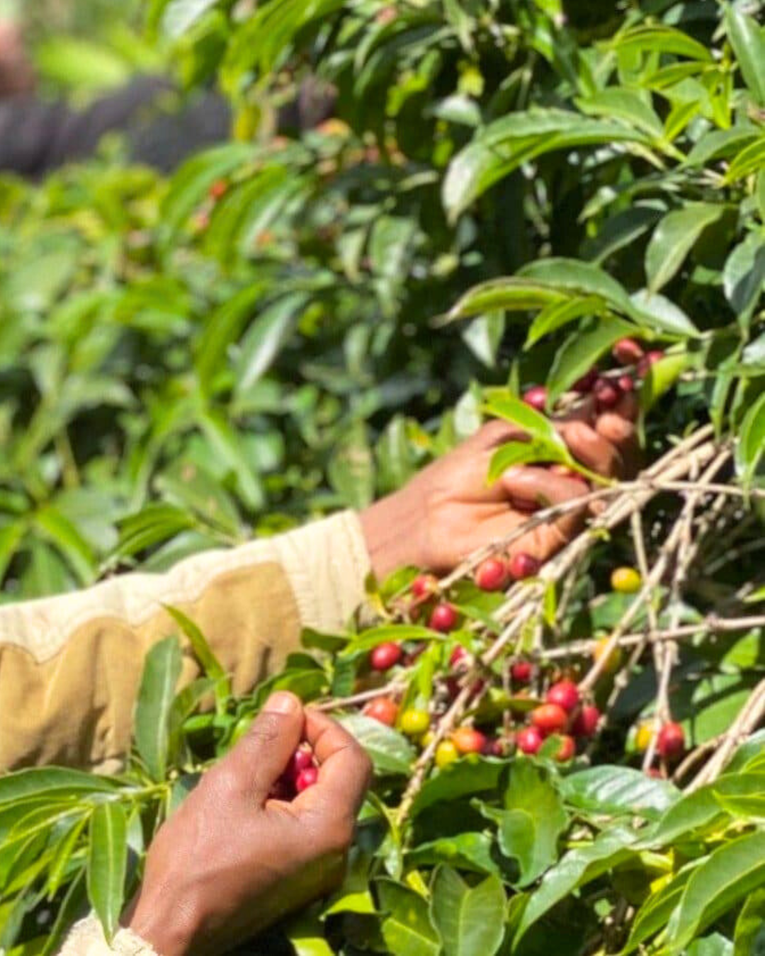 Ethiopia Dimtu Guji