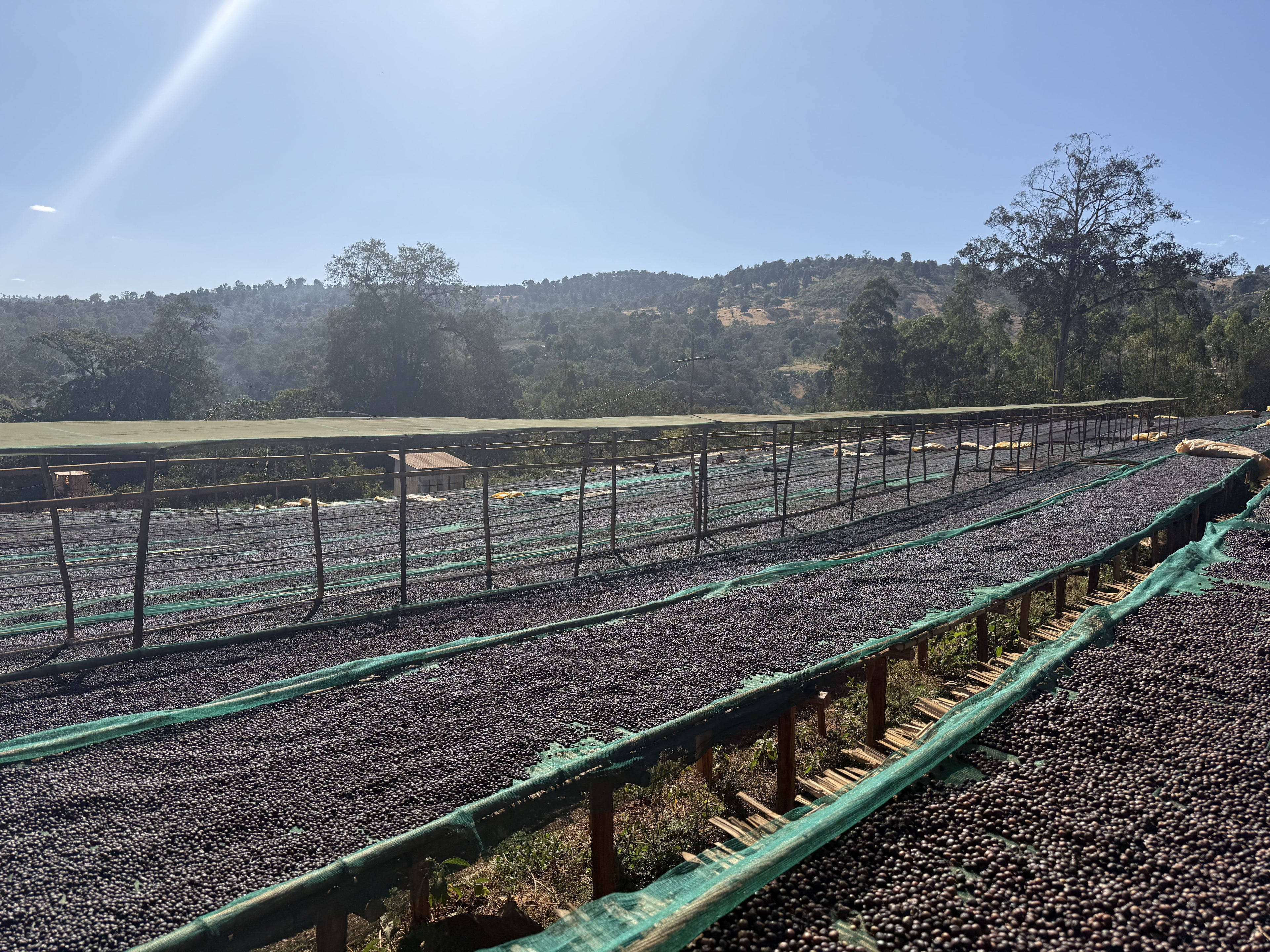 Ethiopia Sidamo Taferi Kela