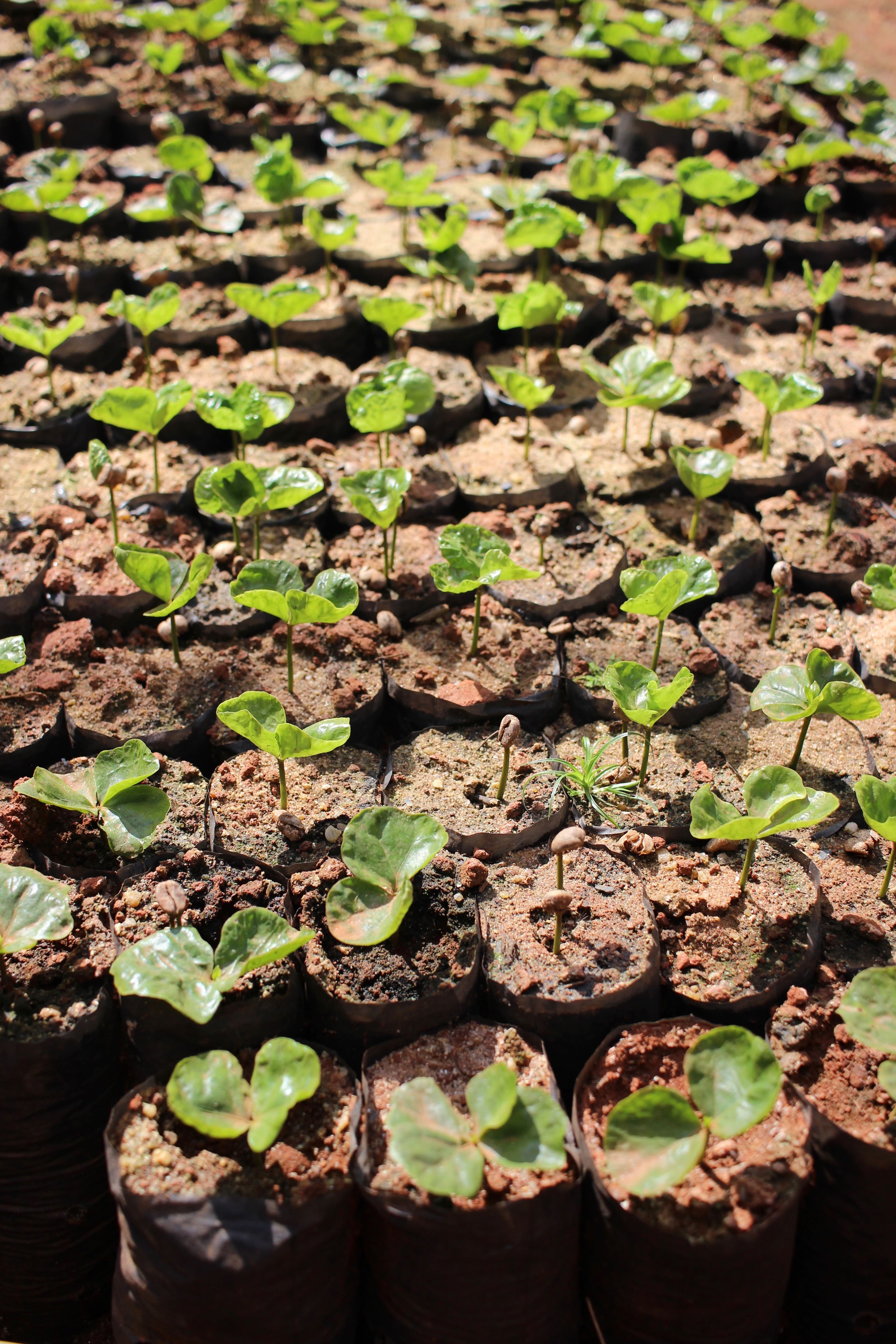 Brazil Dulces Sueños CO₂ Decaf